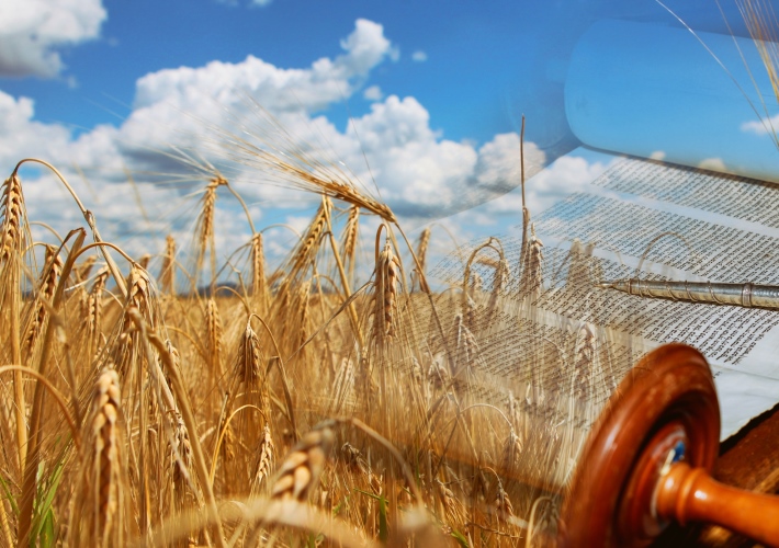 torah scroll in wheat field